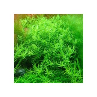 Rotala Pure Green ( Aquarium Live Plant)