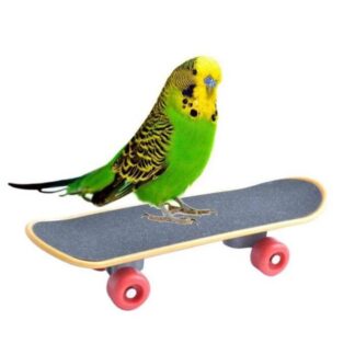 bird skate board small size 1ps